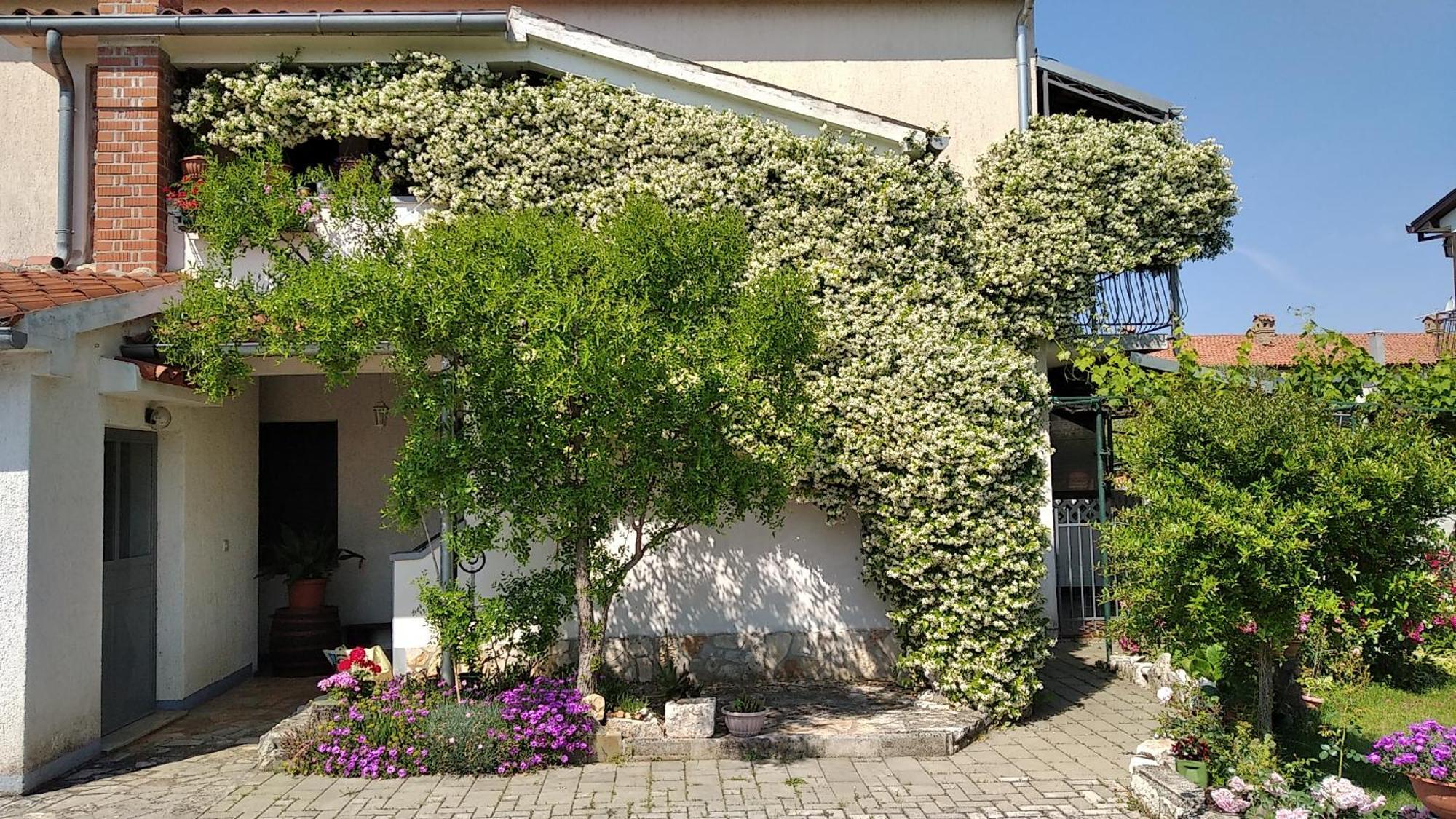 Apartment Sasa Bozac Porec Exterior photo